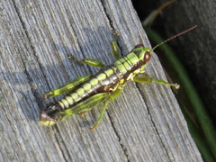 Booneacris glacialis