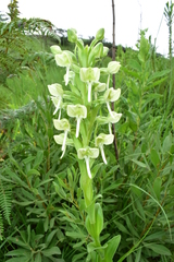 Habenaria epipactidea