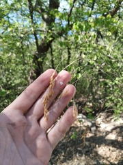 Piptatherum holciforme