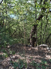 Piptatherum holciforme