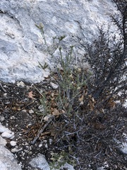 Mortonia scabrella