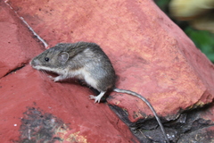 Heteromys irroratus