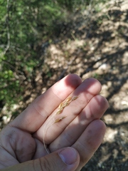 Piptatherum holciforme