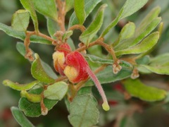 Grevillea celata