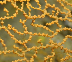 Villogorgia citrina