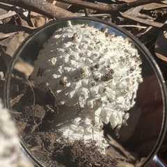 Amanita pyramidifera