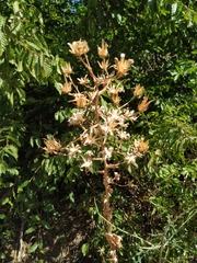 Lactuca tuberosa