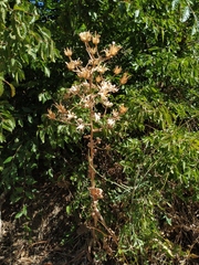 Lactuca tuberosa