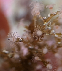 Eudendrium californicum