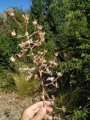 Lactuca tuberosa