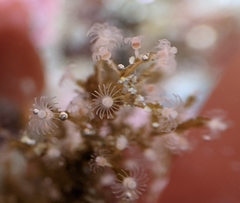 Eudendrium californicum