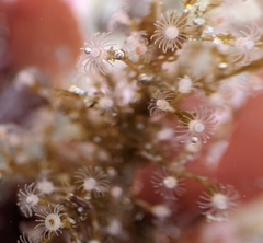 Eudendrium californicum