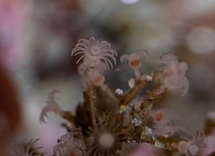 Eudendrium californicum