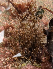 Eudendrium californicum