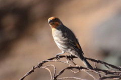 Haemorhous mexicanus amplus