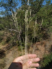 Poa sterilis
