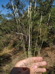 Poa sterilis