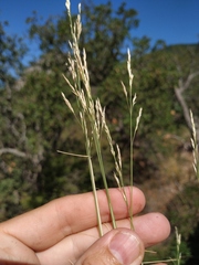 Poa sterilis