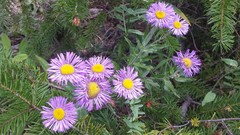 Erigeron subtrinervis