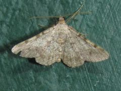 Frederickia disparcata