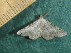 Frederickia disparcata