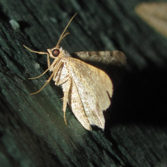 Frederickia disparcata