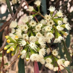 Eucalyptus largiflorens