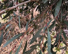 Eucalyptus largiflorens