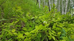 Actinidia kolomikta