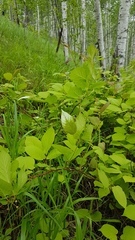 Actinidia kolomikta