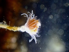 Ectopleura marina