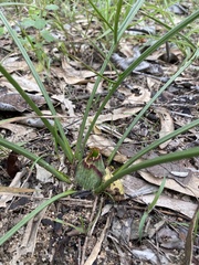 Typhonium russell-smithii