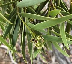 Santalum acuminatum