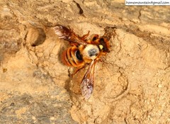 Megachile desertorum