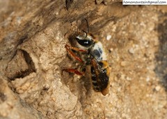 Megachile desertorum