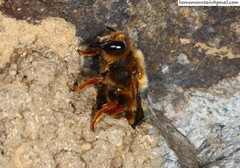 Megachile desertorum