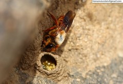Megachile desertorum