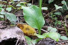 Proiphys cunninghamii