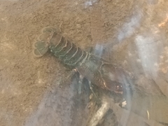 Euastacus australasiensis