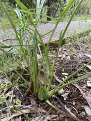 Typhonium russell-smithii