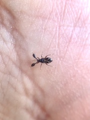 Alcecoris fraxinusae