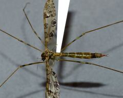 Austrolimnophila argus