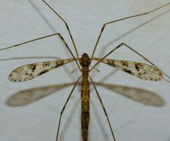 Austrolimnophila argus