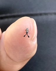 Alcecoris fraxinusae