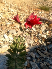 Lilium bolanderi