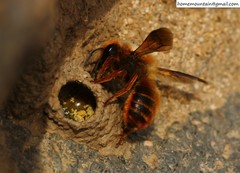 Megachile desertorum