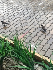 Acridotheres tristis