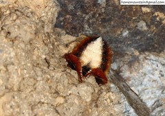 Megachile desertorum