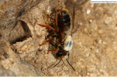 Megachile desertorum