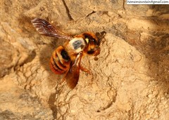 Megachile desertorum